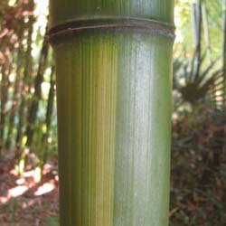 Bambu Phyllostachys vivax huang.
